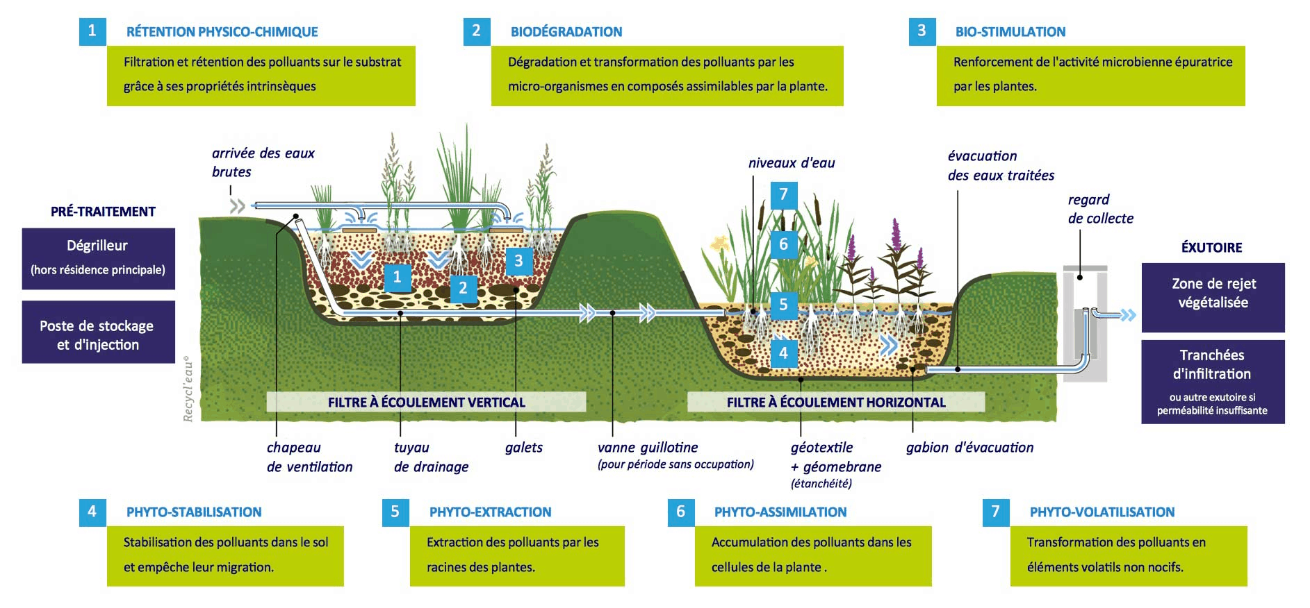 Phyto épuration