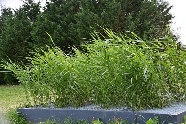 Les filtres plantés, aussi performants en hiver - La phytoépuration en  détail